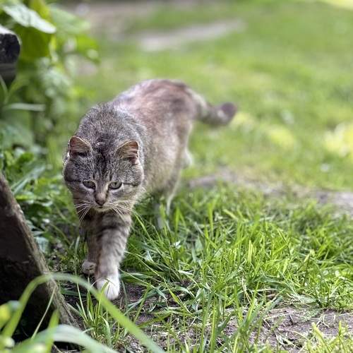 Photo #10672162