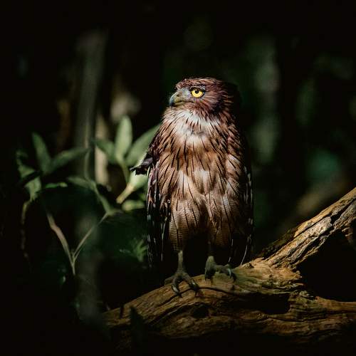 Sri Lankan Brown Fish Owl