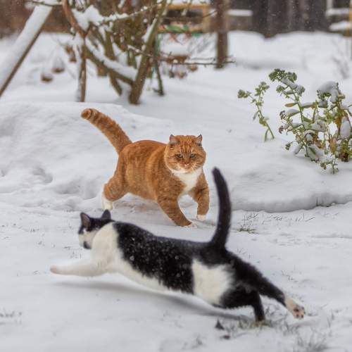 Photo #10672271