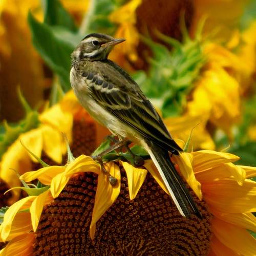 Photo #10672286