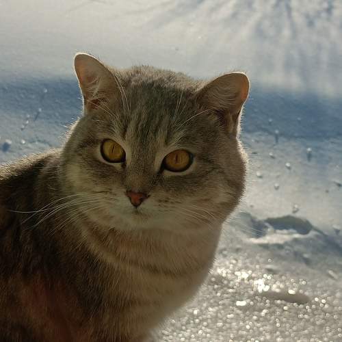 Photo #10672323
