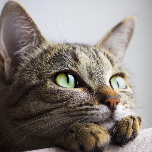 Photo #10672631