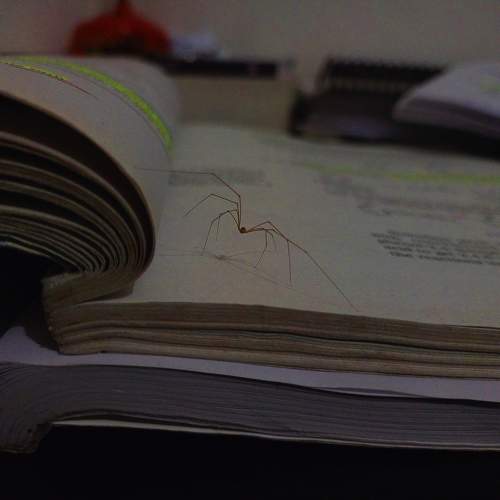 Photo #10672730