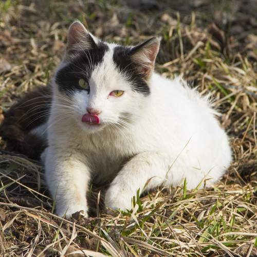 Photo #10672736