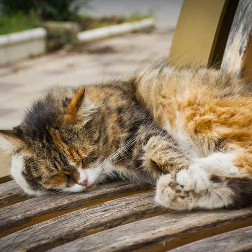 Photo #10672752