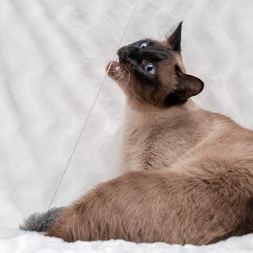 Photo #10672802