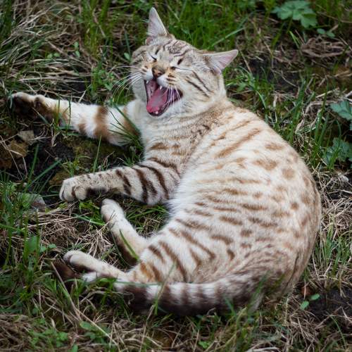 Photo #10673326