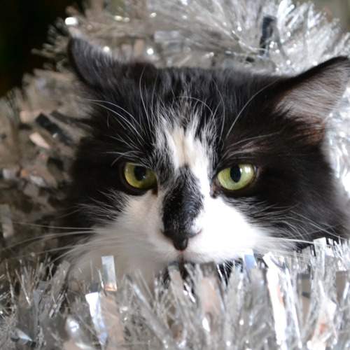 Photo #10673340