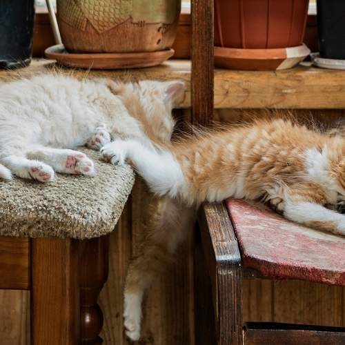 Photo #10673359