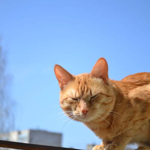 Photo #10673366
