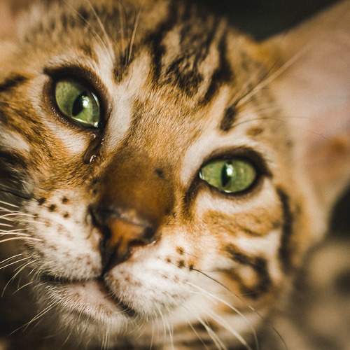 Bengal cat tears