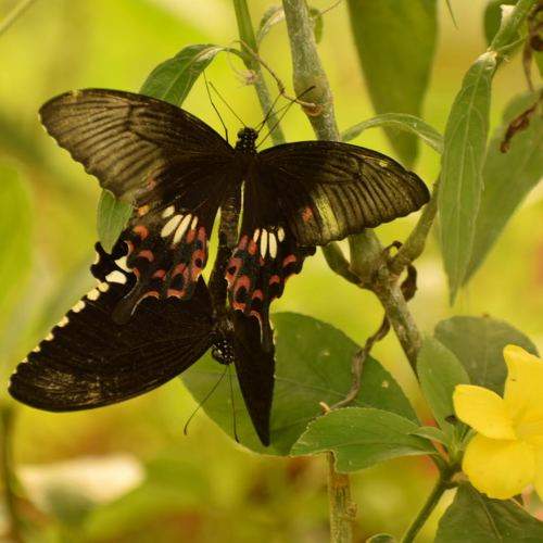 Photo #10673710