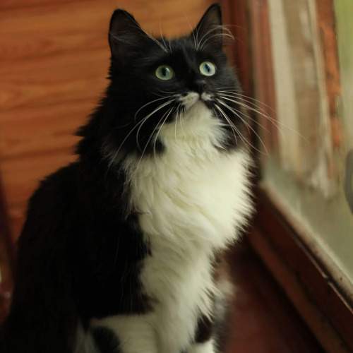 Photo #10673715