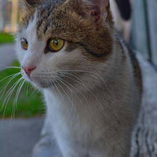 Photo #10673976