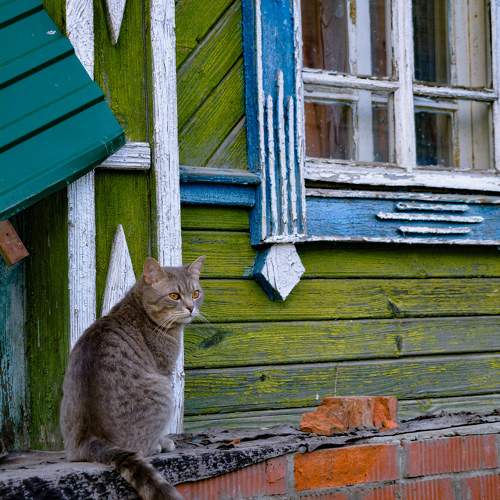 Photo #10673977