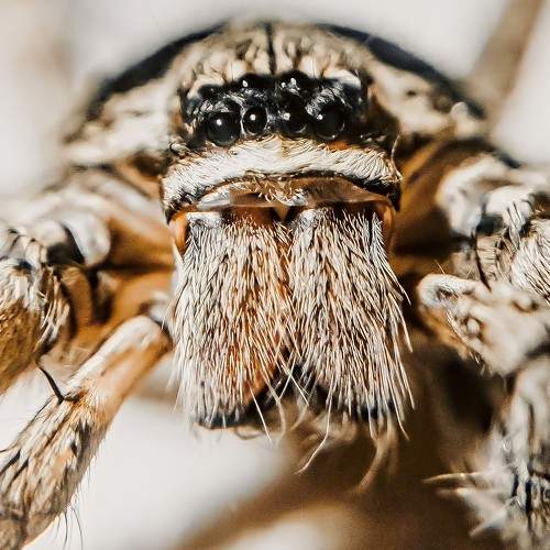 Photo #10674006