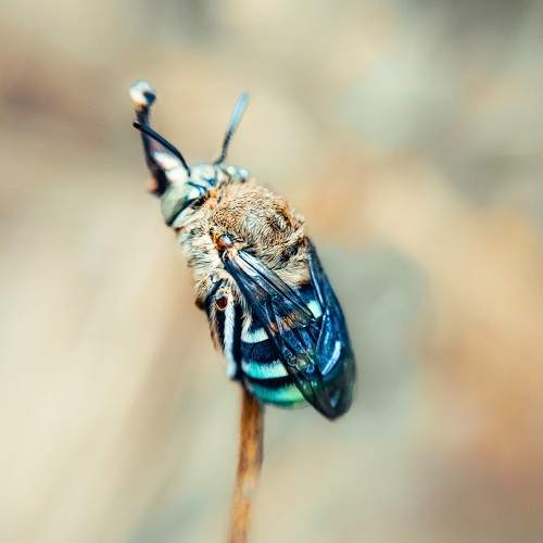 Photo #10674024