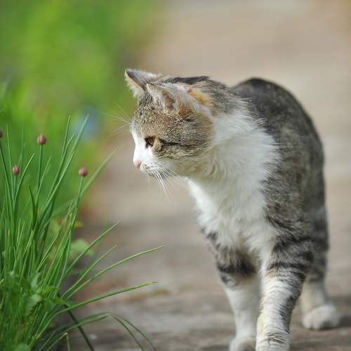 Photo #10674135