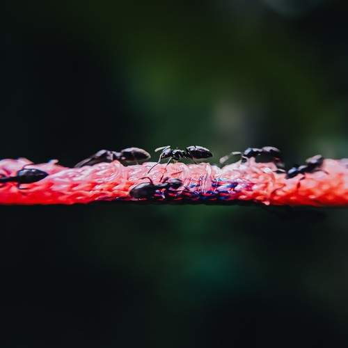 Photo #10674149