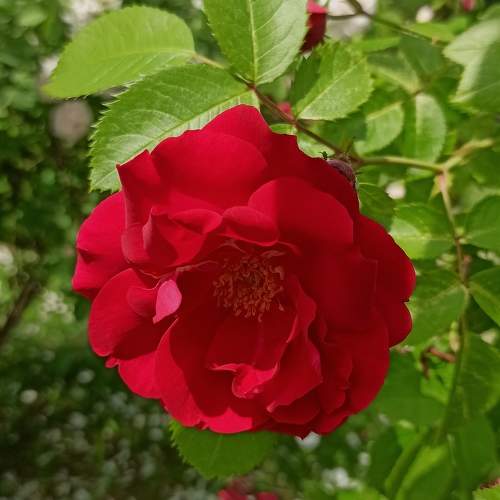 Photo #10674333