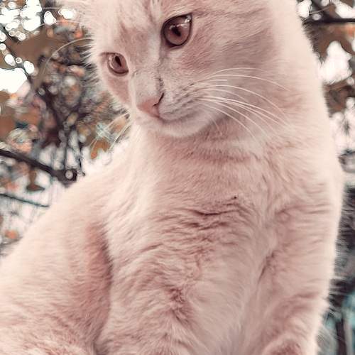 Photo #10674336