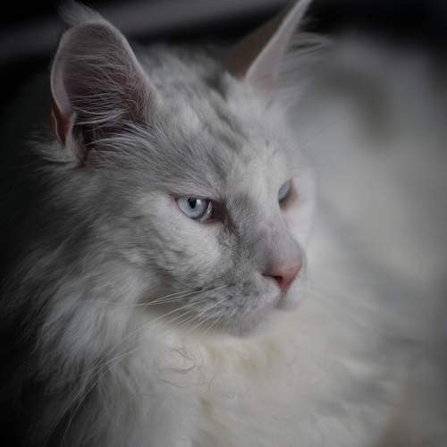 Photo #10674457