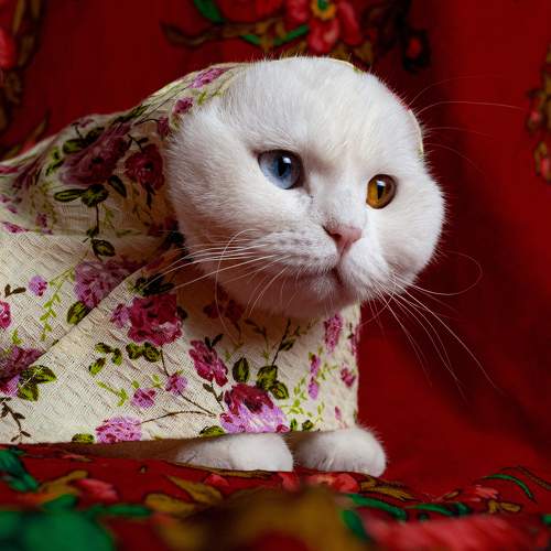 Photo #10674834