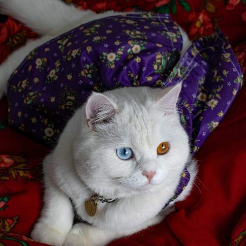 Photo #10674839