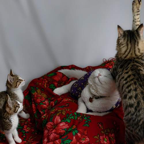 Photo #10674840