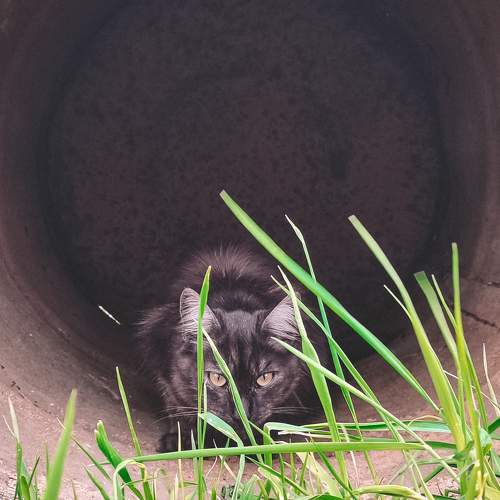 кот Пряник