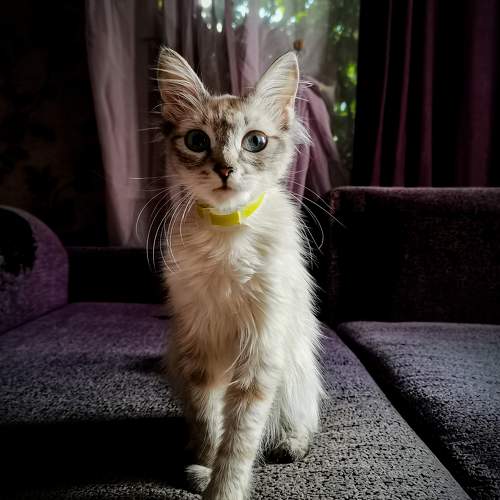кошка Масяня