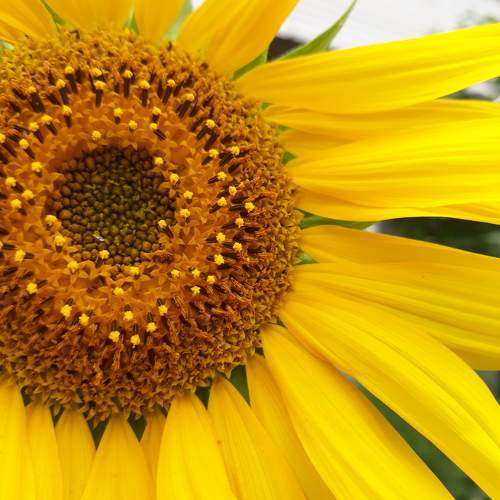 Photo #10675013