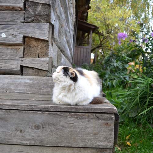 Photo #10675076