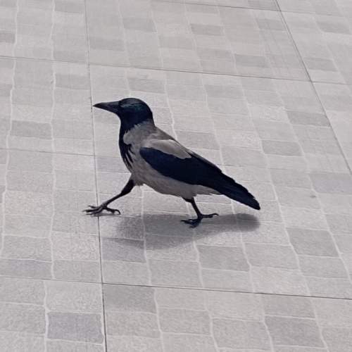 Photo #10675100