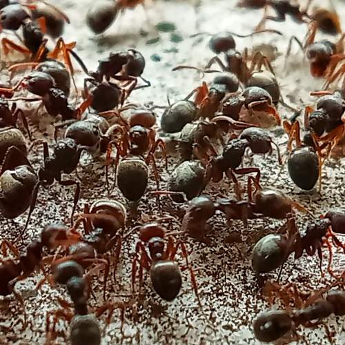 The Colony
