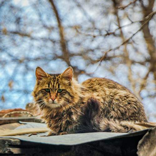 Photo #10676113