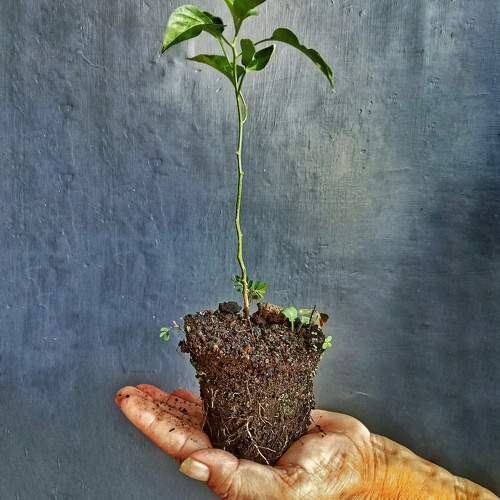 Greenery is in your hands