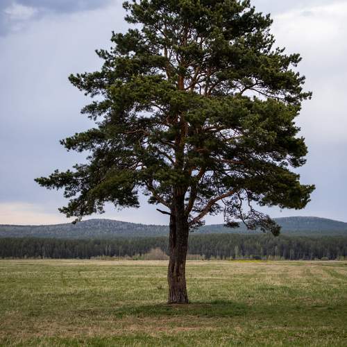 Photo #10676199