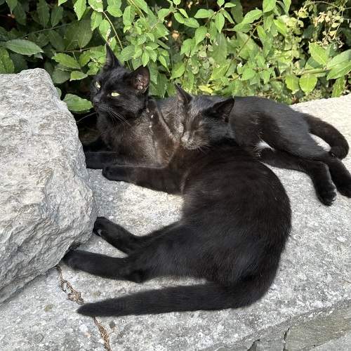 Photo #10676393