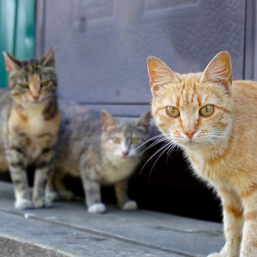 Photo #10676472