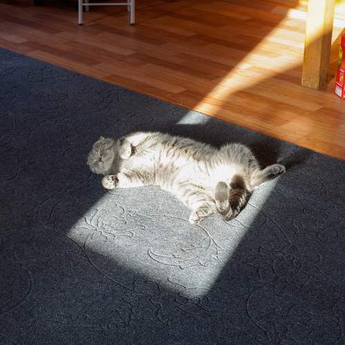 Photo #10676473