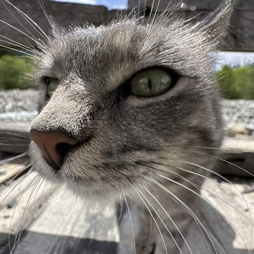 Photo #10676540
