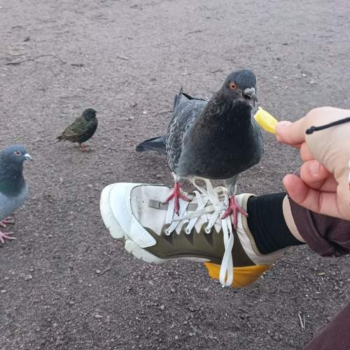Photo #10676752