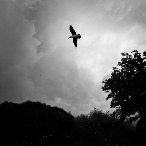 Photo #10676822