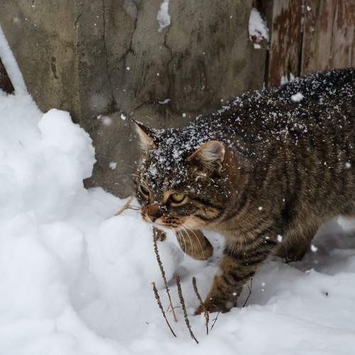 Photo #10677102