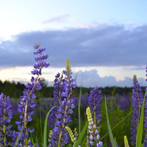 Photo #10677113