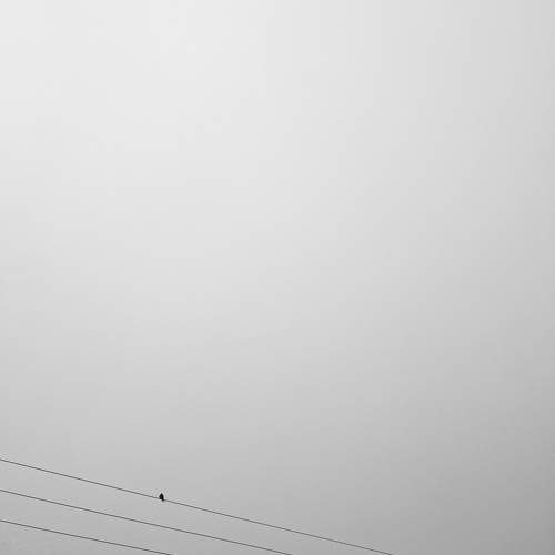 Two birds