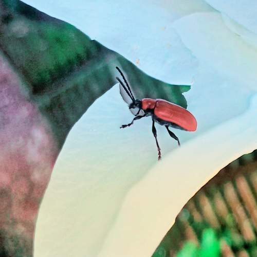 Photo #10677222