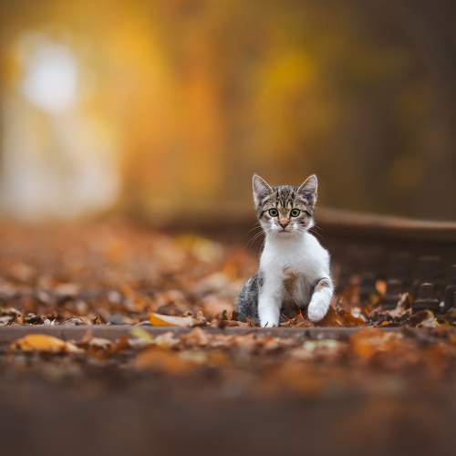 Disused railway tracks