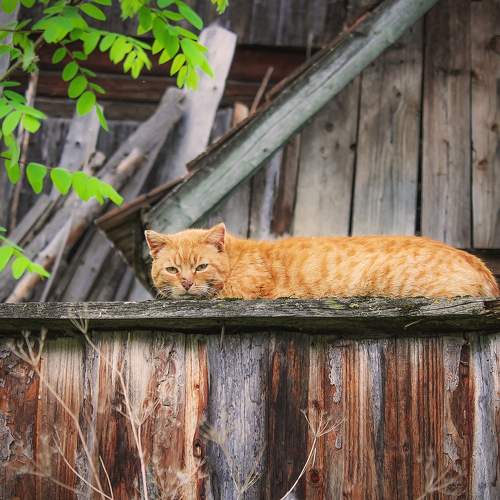 In ambush
